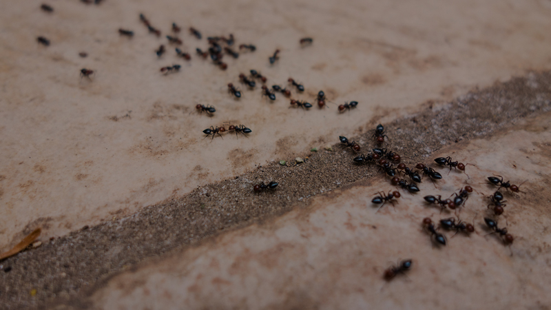 Indoor And Outdoor Ant Control And Removal