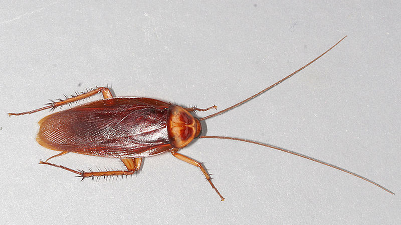 Cockroaches removal Treatment To To Remove Cockroaches