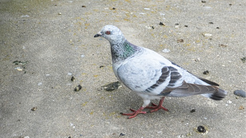 Pigeon removal Pigeon Removal Services