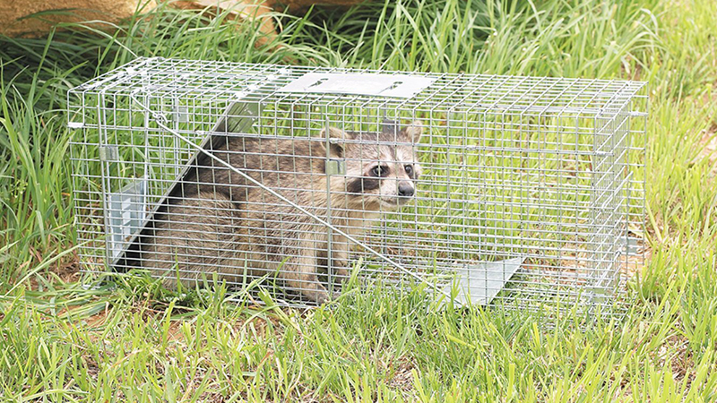 Humane Removal of Raccoons. 