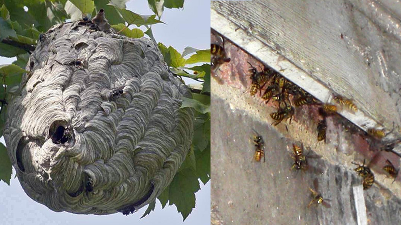Remove Various Wasp Colonies