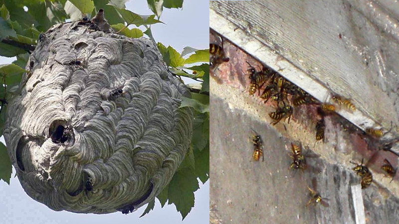 Wasp Control And Wasp Nest Removal City And Country Pest Control