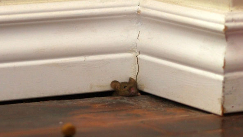 Mice & Rat Removal