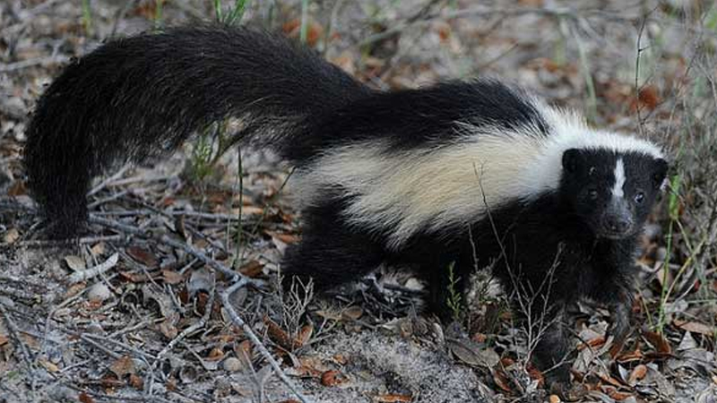 Humane and safe removal of skunks