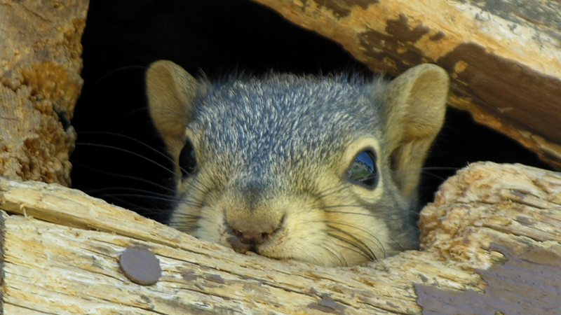 Humane Removal of Sqirrels