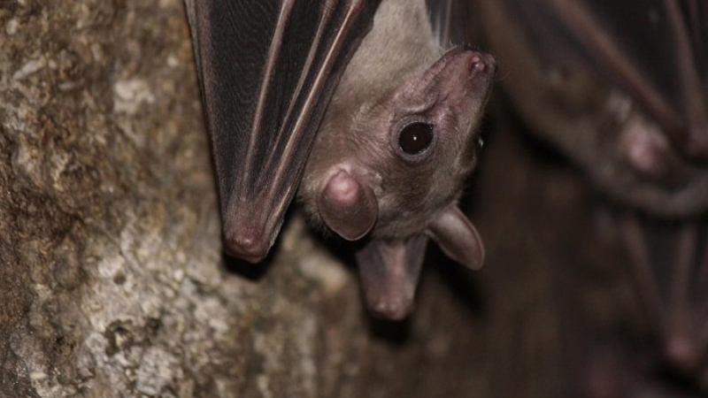 Humane Removal of Bats Humane Removal of Bats