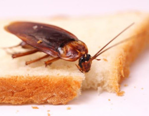 American Cockroach