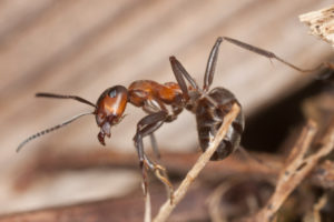 Argentine Ant