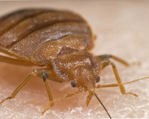 Bed Bug