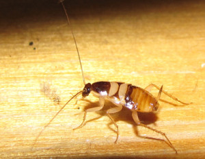 Brown Banded Cockroach