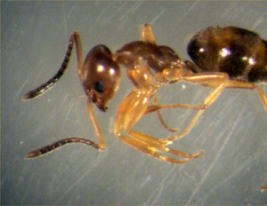 Odorous House Ant