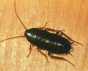 Oriental Cockroach